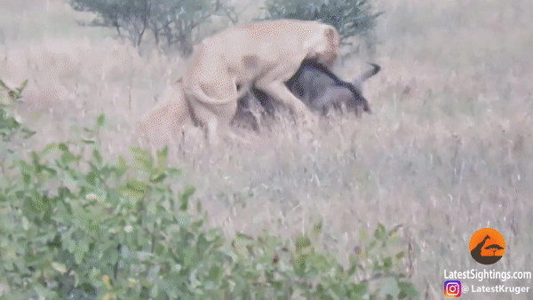 Схватка антилопы с львицами попала на видео