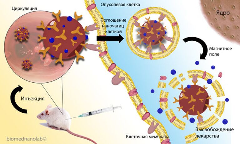Процесс высвобождения лекарства от рака в мышином организме