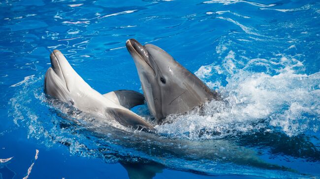 Дельфины в бассейне дельфинария в Севастополе