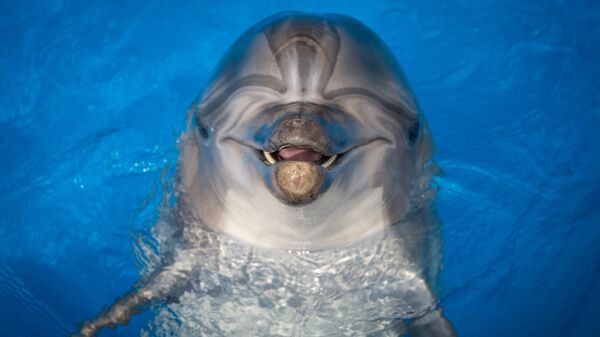 Дельфин в бассейне дельфинария в Севастополе. Архивное фото