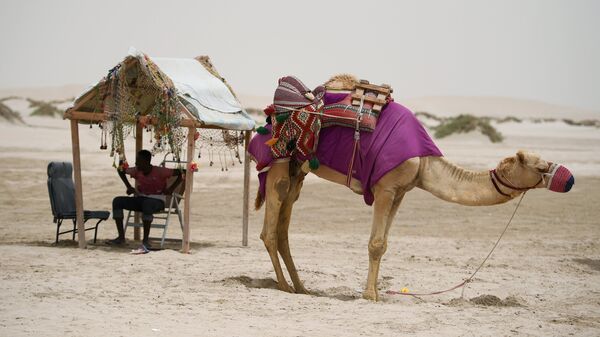 Погонщик с верблюдом в пустыне Khor Al Adaid в Дохе