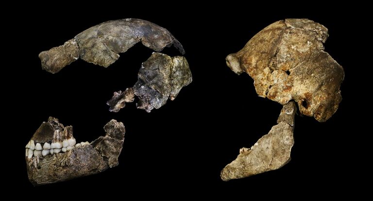 Фрагменты черепа Homo naledi, возможного предка всех людей Фрагменты черепа Homo naledi, возможного предка всех людей