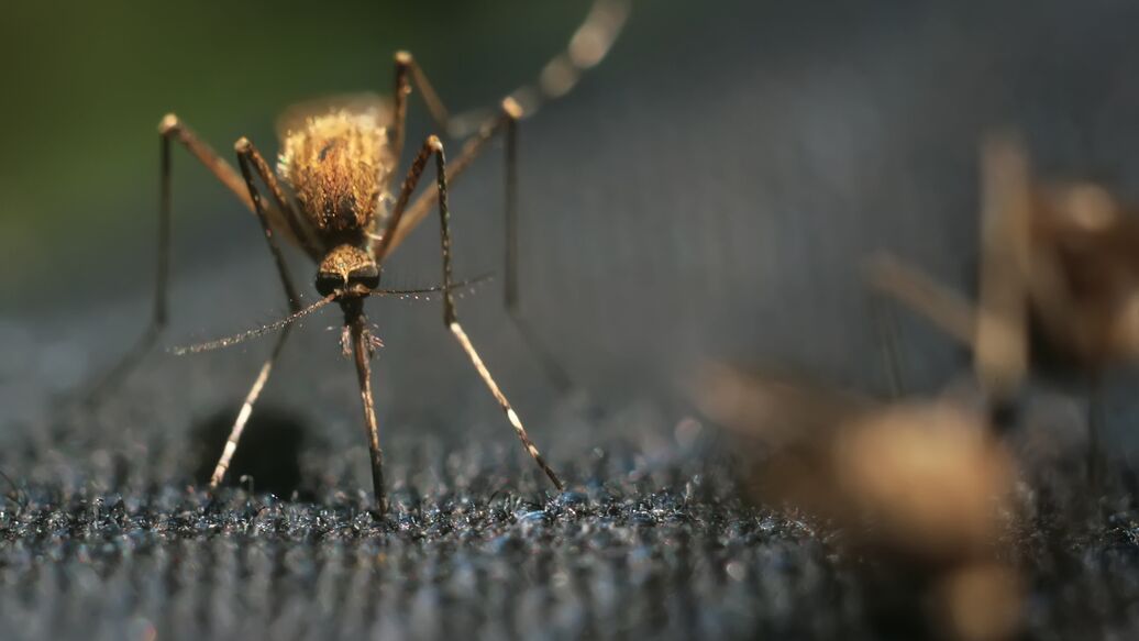 В Исландии впервые обнаружили комаров