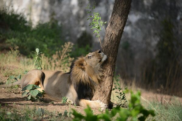 Лев в зоологическом саду Камла Неру в Ахмедабаде