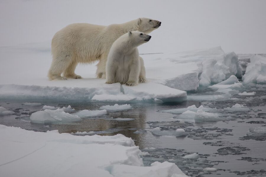 Белые медведи, Земля Франца-Иосифа, национальный парк Русская Арктика