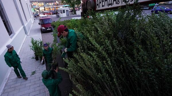 Высадка кустарника в Москве в рамках программы благоустройства