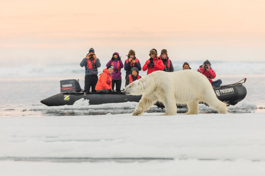 Туристы фотографируют белого медведя, Земля Франца-Иосифа, национальный парк Русская Арктика