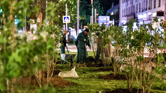  Высадка сирени в Москве в рамках программы благоустройства