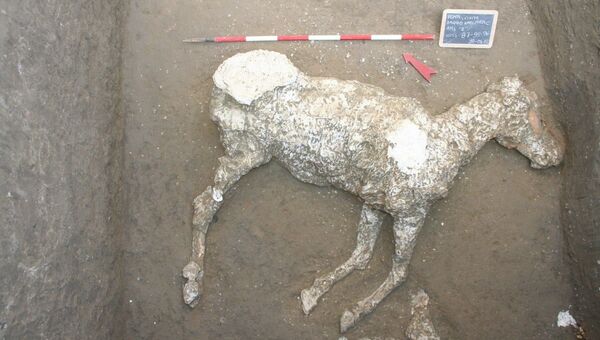 Гипсовая мумия лошади, найденной у стен Помпей