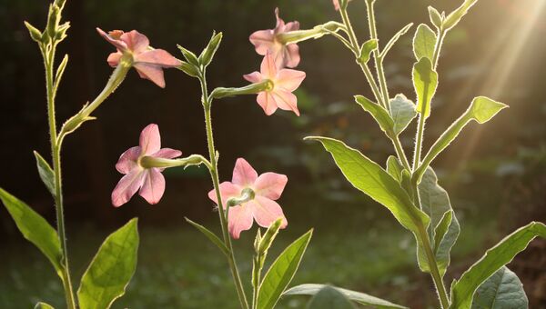 Освещенные солнцем цветы Nicotiana alata