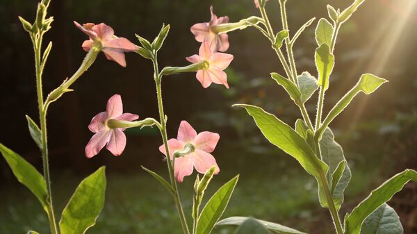 Освещенные солнцем цветы Nicotiana alata