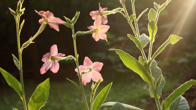 Освещенные солнцем цветы Nicotiana alata