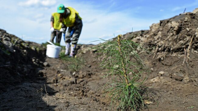 Активисты ОНФ посадили деревья, приобретенные на средства президента РФ