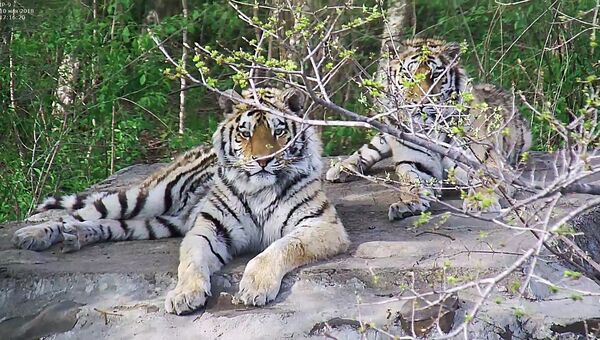 Самостоятельная жизнь тигров Сайхана и Лазовки началась в тайге в ЕАО