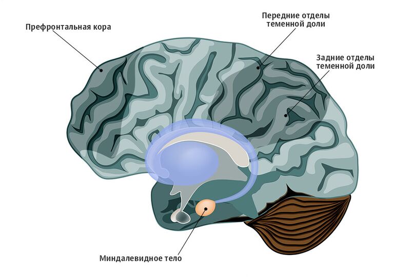 Когда человек обманывает, в его мозге активизируются префронтальные, теменные и ассоциативные моторные области коры обоих полушарий. Если же человек обманывает постоянно, то уменьшается активность миндалевидного тела. Когда человек обманывает, в его мозге активизируются префронтальные, теменные и ассоциативные моторные области коры обоих полушарий. Если же человек обманывает постоянно, то уменьшается активность миндалевидного тела.