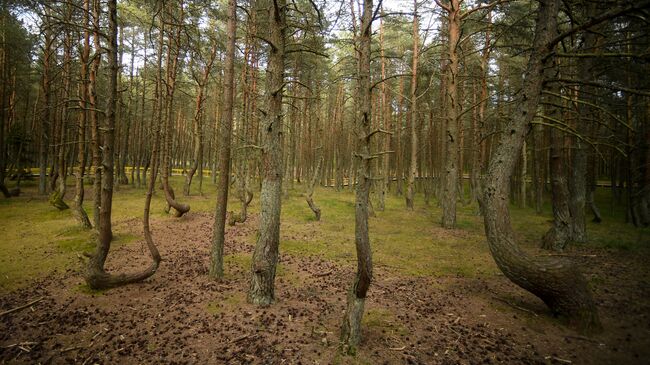 Танцующий лес на Куршской косе в Калининградской области