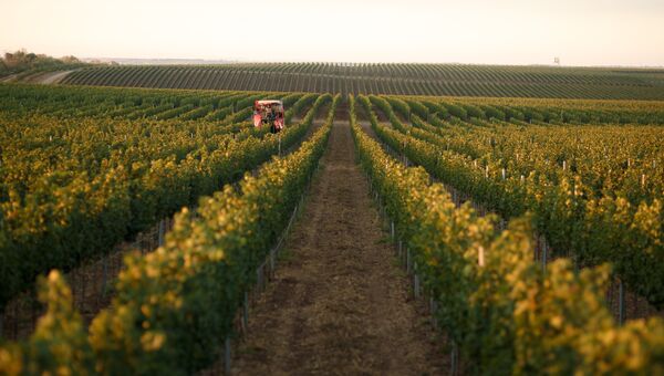 Винодельческое хозяйство Alma Valley в Крыму