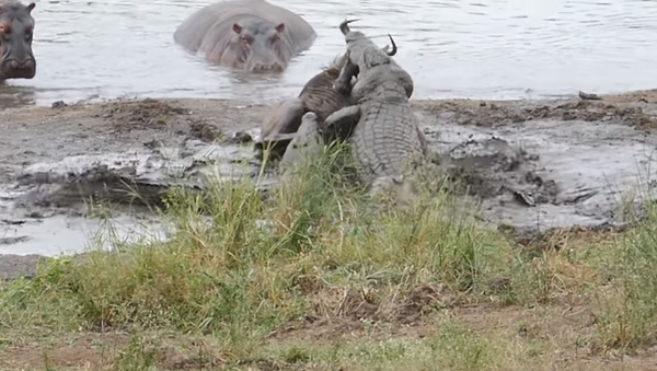 Схватка крокодилов с антилопой и бегемотами