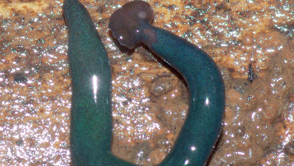 Этот червь, найденный во Франции, изначально обитал на острове Майотта в Индийском океане