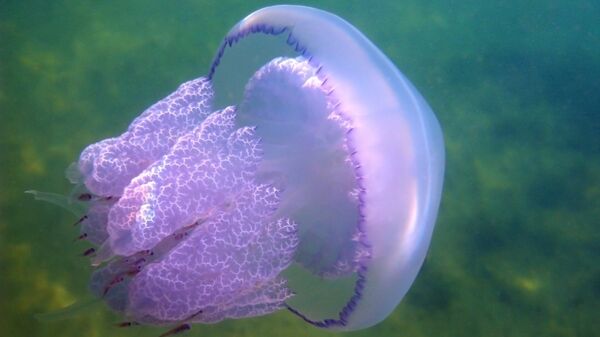 Ученые объяснили, как вести себя при встрече с огромными медузами в Сочи