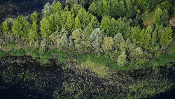Минприроды РФ планирует наращивать темпы лесовосстановления