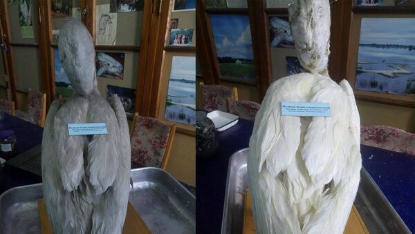 Чучело пеликана в Национальном научно-естественном музее в Киеве