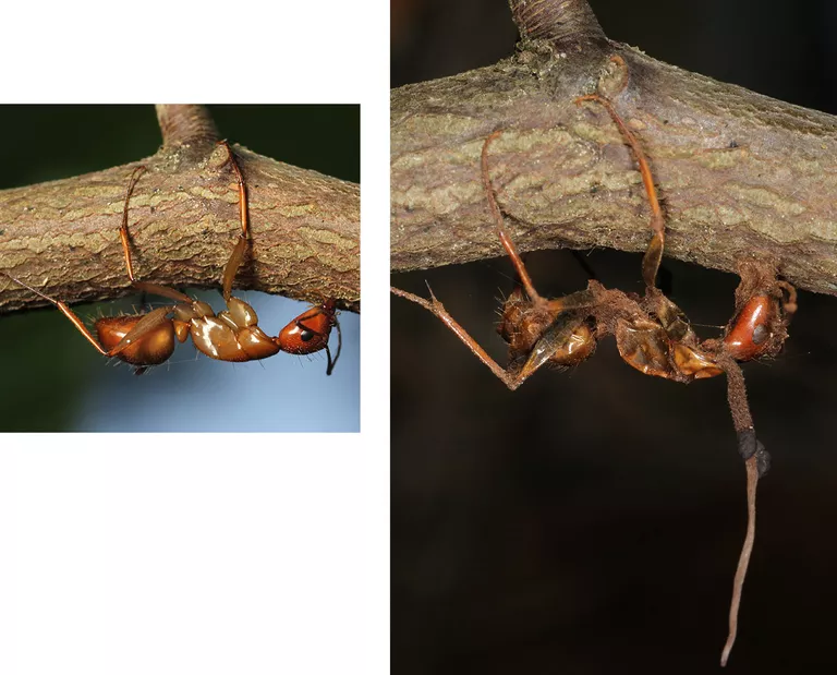 Муравьи, убитые Ophiocordyceps в холодное время года Муравьи, убитые Ophiocordyceps в холодное время года