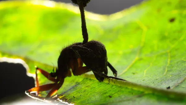 Тропический муравей-древоточец, зараженный грибком Ophiocordyceps
