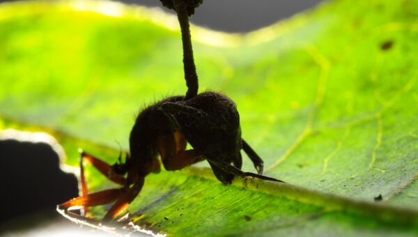 Тропический муравей-древоточец, зараженный грибком Ophiocordyceps