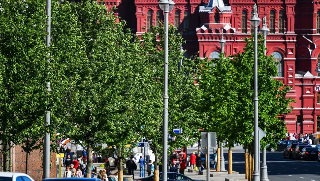 Липы на Тверской улице в Москве