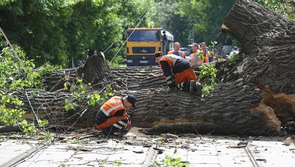 Устранение последствий падения дерева в Москве. 30 мая 2018