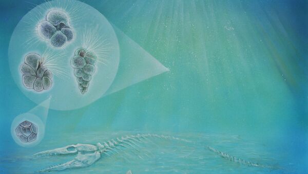 Так художник представил себе процесс накопления останков планктона на дне кратера Чиксулуб