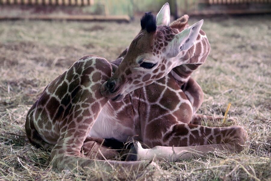 Детёныш жирафа родился у самки Ивы в Калининградском зоопарке