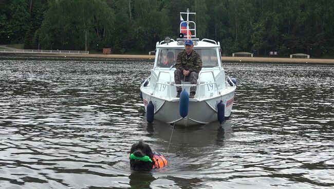 Собаки-спасатели на пляжах Москвы: как ньюфаундленды действуют на воде