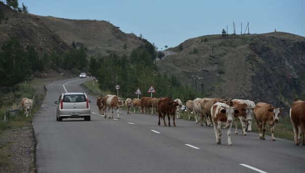 Коровы на дороге. Архивное фото