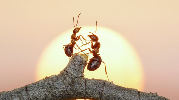 Ученые пересчитали всех муравьев на Земле