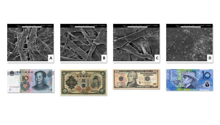 Снимки микроорганизмов, живущих на денежных купюрах