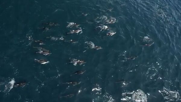 Дельфины, плывущие рядом с горбатыми китами, Монтерей, Калифорния