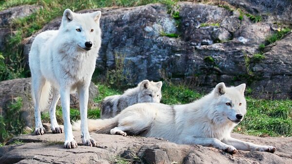 Полярные волки