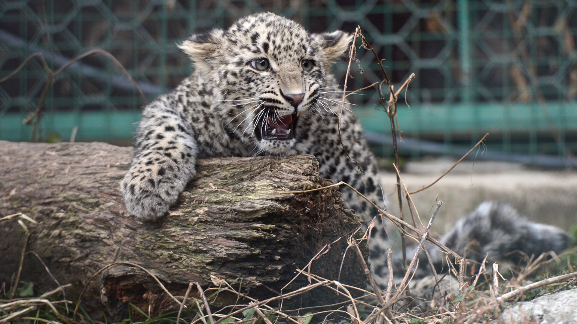 В Центре восстановления леопарда на Кавказе у двух самок родились котята - РИА Новости, 1920, 31.07.2021