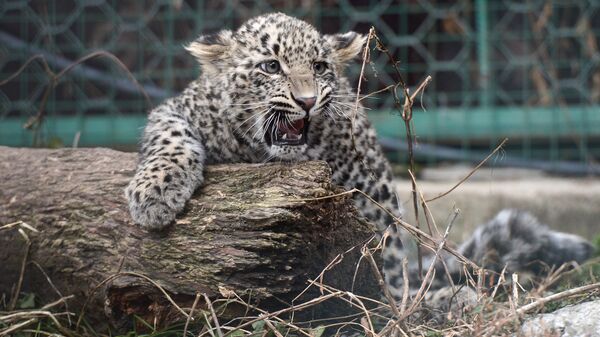 В Центре восстановления леопарда на Кавказе у двух самок родились котята