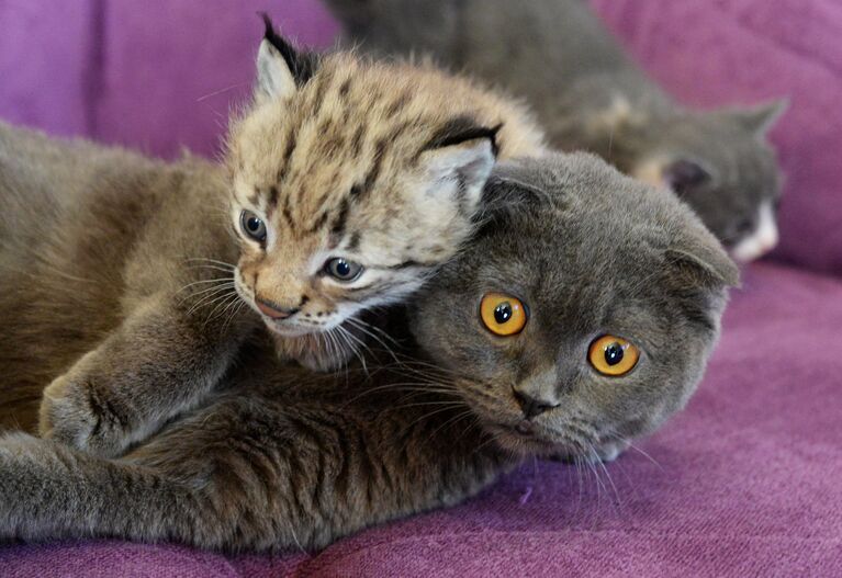 Кошка по кличке Моника и рысенок, которого она выкормила в зоопарке Чудесный