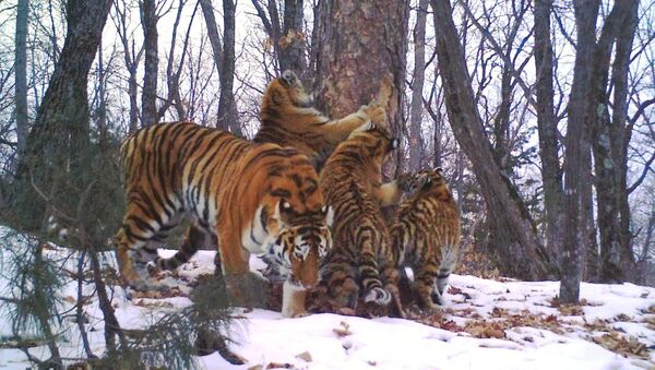 На Земле леопарда фотоловушка впервые зафиксировала тигрицу и троих котят