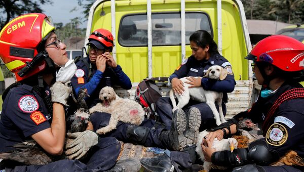 Пожарные держат спасенных животных в районе извержения вулкана Фуэго в Гватемале. 5 июня 2018 года