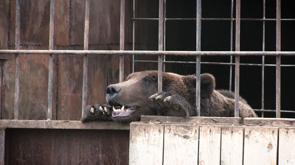 Хищник в западне: трагичная судьба медведей, оказавшихся в неволе