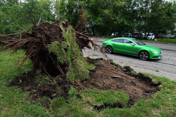 Выкорчеванное с корнем дерево в результате сильного урагана в Москве Выкорчеванное с корнем дерево в результате сильного урагана в Москве