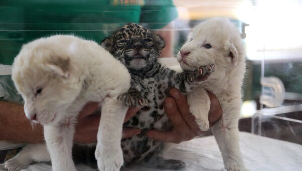 Новорожденные белые львята и детеныш ягуара в крымском сафари-парке Тайган