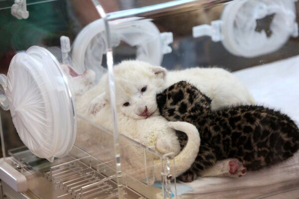 Новорожденные белые львята и детеныш ягуара в крымском сафари-парке Тайган