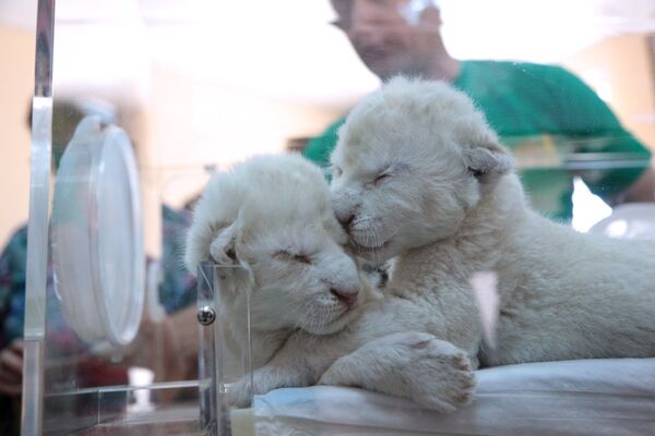 Новорожденные белые львята в крымском сафари-парке Тайган