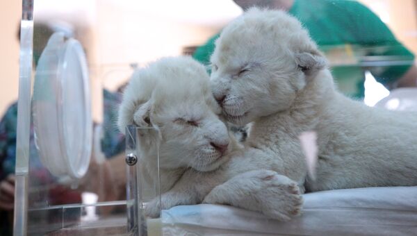 Новорожденные белые львята в крымском сафари-парке Тайган